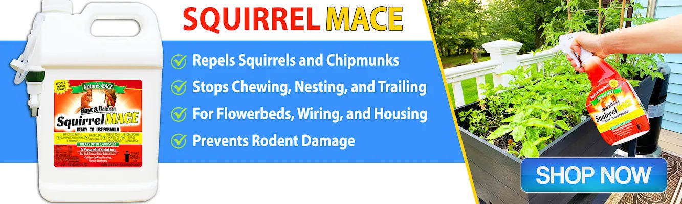Identify damage caused by squirrels and chipmunks