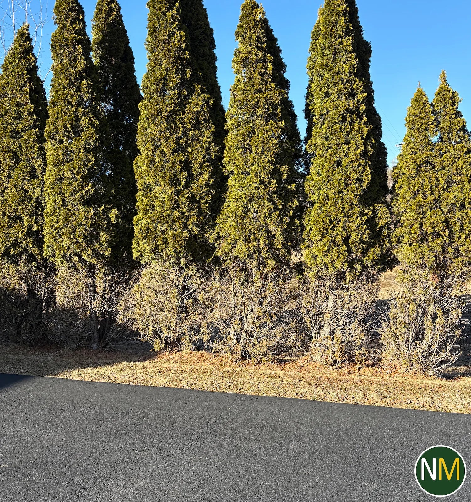 Ultimate Guide to Deer Netting for Shrubs