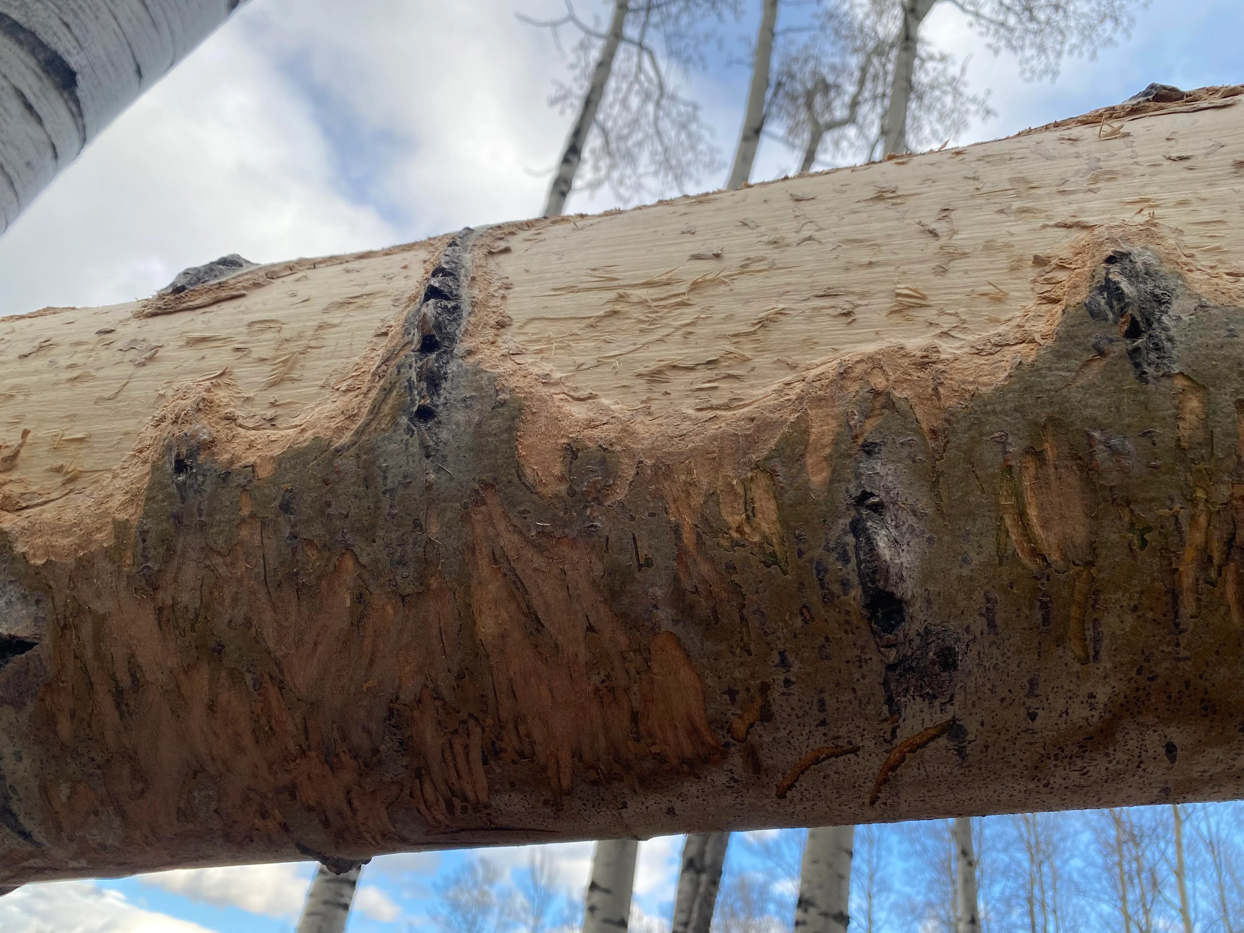 Identify What Animal is Damaging Your Lawn