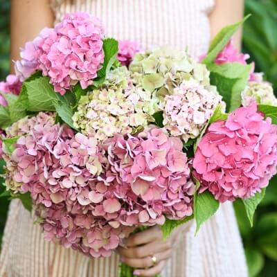 Hydrangea Wedding Flower Bouquet