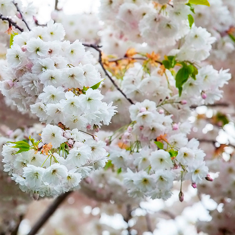 Shirofugen Flowering Cherry Tree, Bare Root 白普賢,シロフゲン