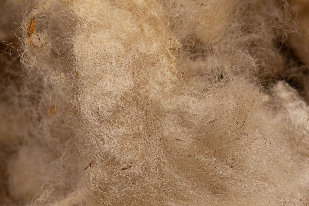 Merino wool fibers.