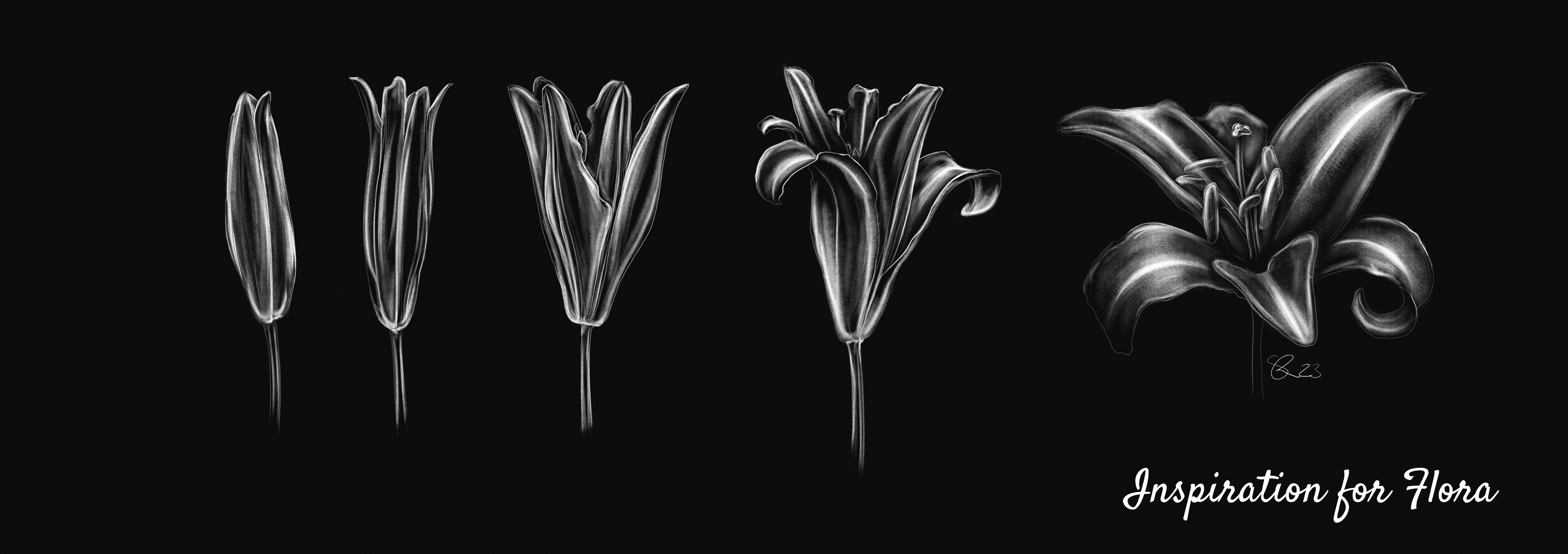 Black and white sketch of a flower in different stages of blooming.