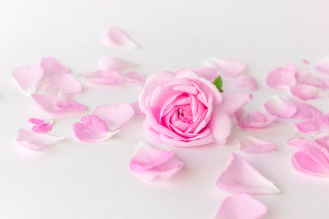 Rosa con petali