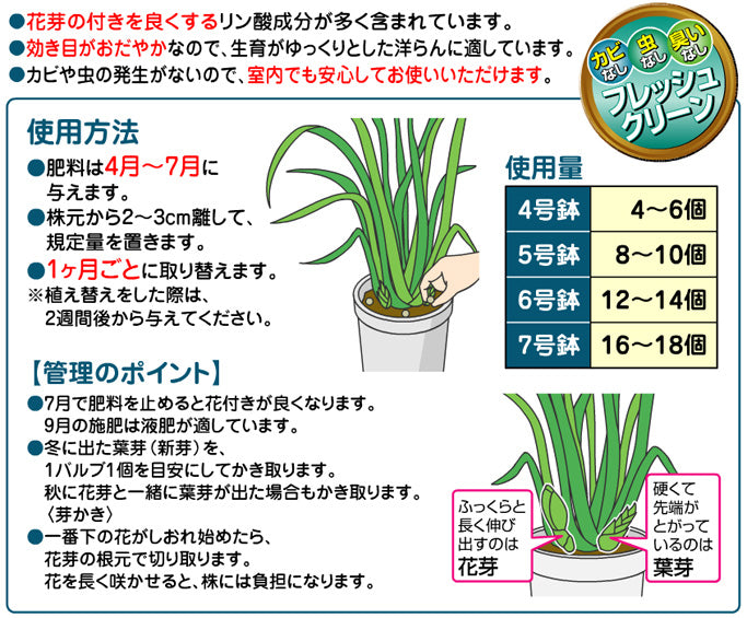 洋らんの肥料の使い方