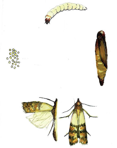 Pantry Moth Life Cycle - The Life Cycle of A Pantry Moth