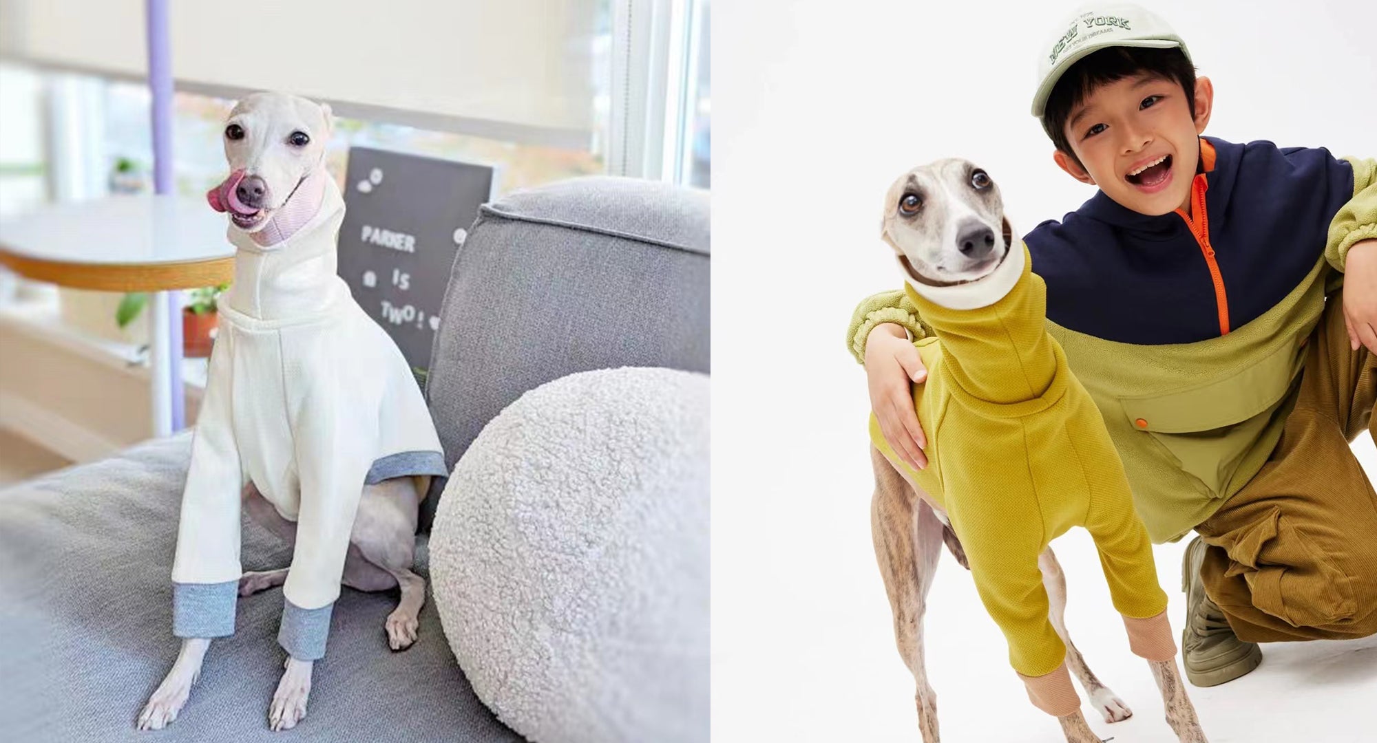 White Italian Greyhound in sweater