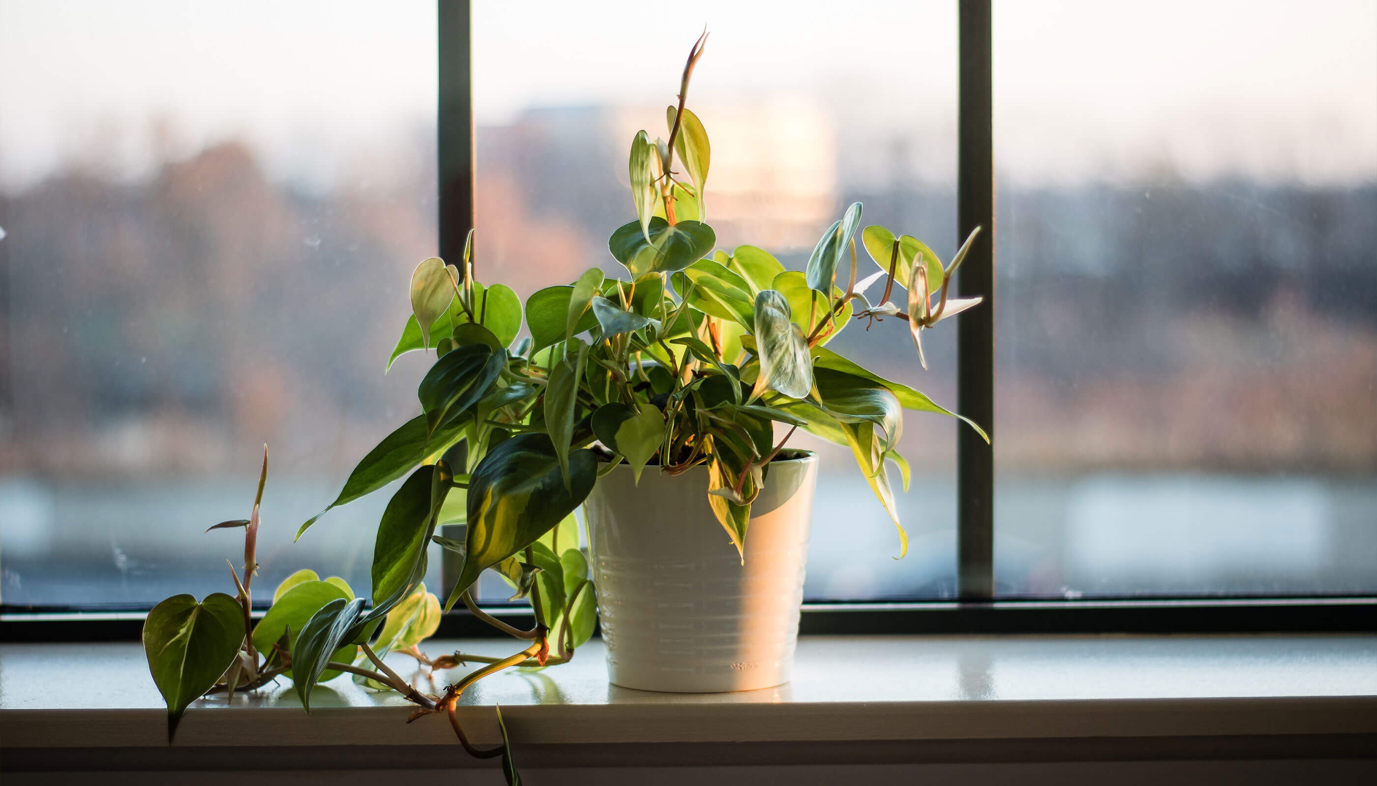 PlantKiss | Blog | Sun vs Lamp: What Light is Best for Your Plants?