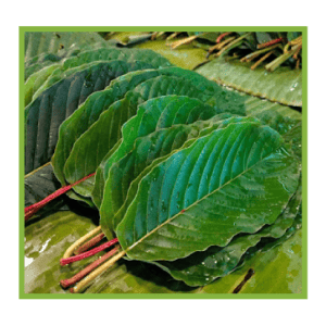 Pile of fresh green leaves with red stems, likely Mitragyna speciosa (Kratom), arranged on a surface.