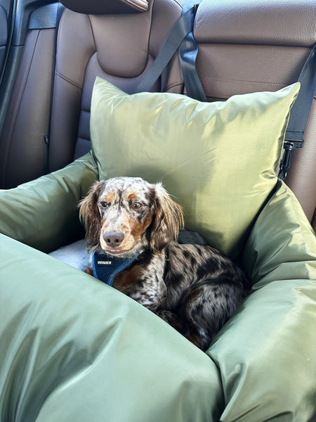Cute wiener dog in Olive Grove Dog Car Seat from The Pawket