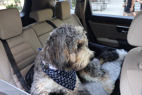 Bernedoodle large dog in rear car seat using The Pawket Travel Bed
