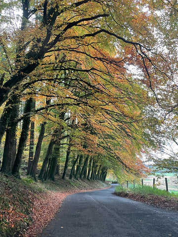 Ravensdale Forrest 