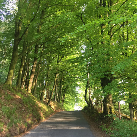 Ravensdale Forrest 