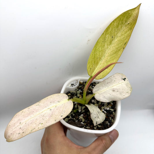 Philodendron Spiritus Sancti – The Eden Lab