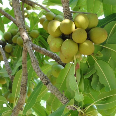 Shea tree fruit