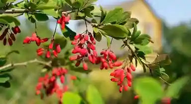 plante berbérine indienne variété aristata