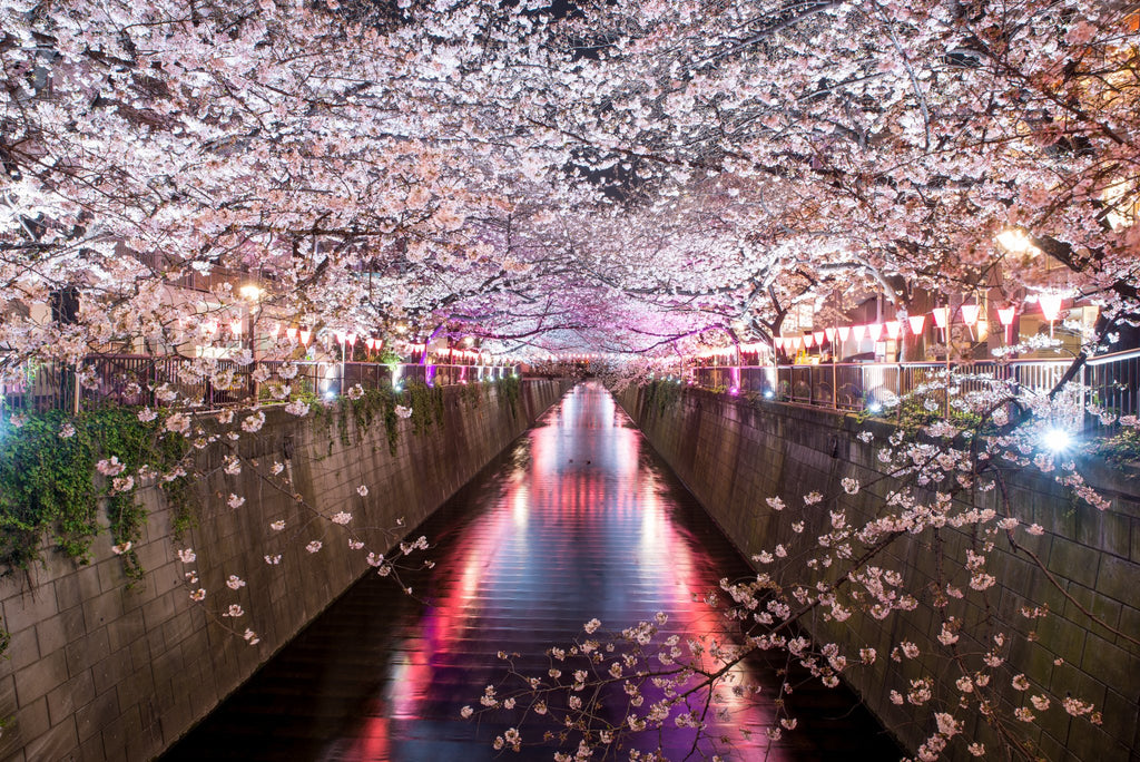 Cherry Blossom Art Japan