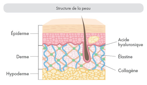 structure peau acide hyaluronique collagene