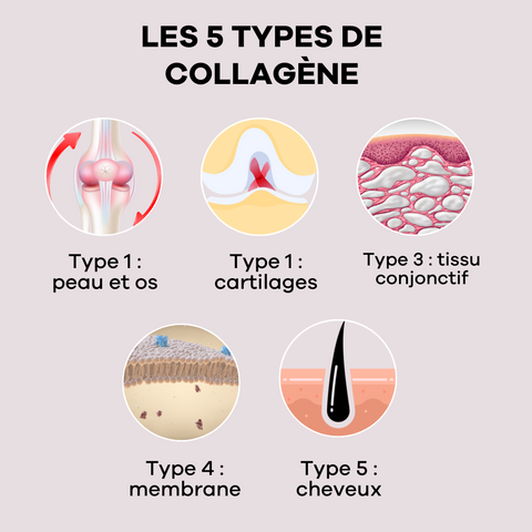 Types de collagène peau os cheveux