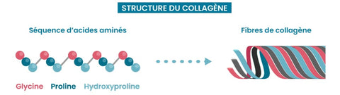 structure collagène