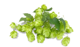 balerian-root.webp__PID:9b6485bd-bc5a-43fb-a2d6-b8efcea1183c