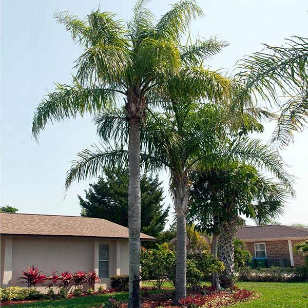 5-6 Ft. - Queen Palm Tree - Create A Mini Paradise With The Queen Palm