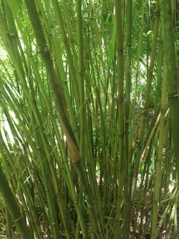 Bordina fungosa bamboo seeds