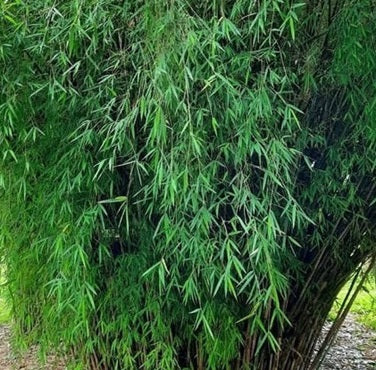 Clumping Fargesia guizhou bamboo seeds for sale