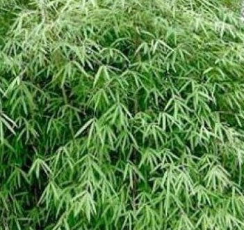 Fargesia angustissima bamboo seeds, one of our collection of cold hardy, clumping Fargesia seeds for sale