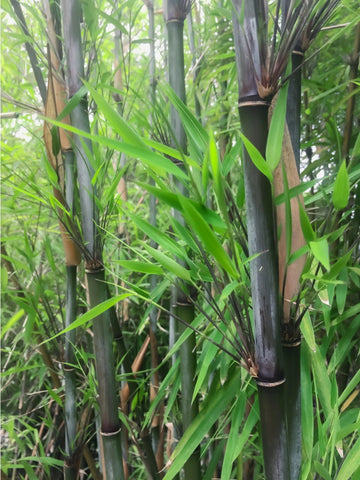 Clumping bamboo seeds Fargesia fungosa