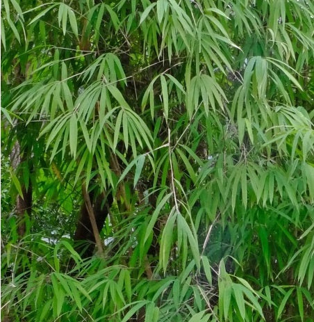 Fargesia fungosa clumping bamboo bamboo seeds
