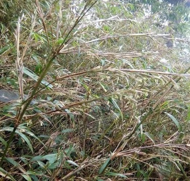 Non invasive Fargesia Guizhou bamboo seeds for sale