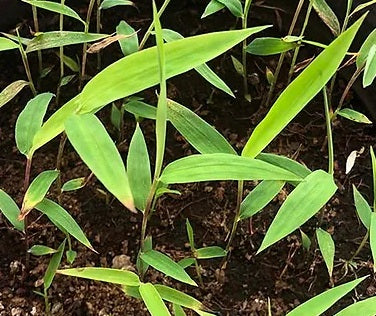 Fargesia guizhou seeds for cold hardy Fargesia bamboo plants