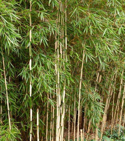 Cold hardy bamboo seeds - clumping Fargesia robusta bamboo seeds for sale