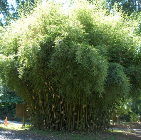 Clumping bamboo seeds for sale - Fargesia robusta ping wu bamboo seeds