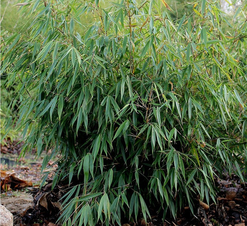 Non invasive bamboo seeds for sale - Fargesia robusta bamboo seeds