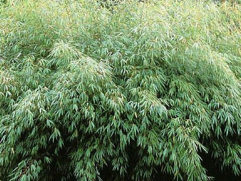 Clumping non invasive bamboo seeds - cold hardy Fargesia rufa seeds