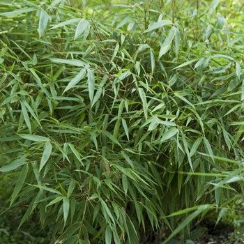 Fargesia rufa bamboo seeds