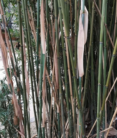 Fargesia clumping bamboo seeds for sale