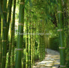 Giant bamboo seeds for sale