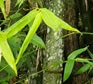 Fast growing bamboo seeds for sale