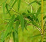 noninvasive bamboo seeds