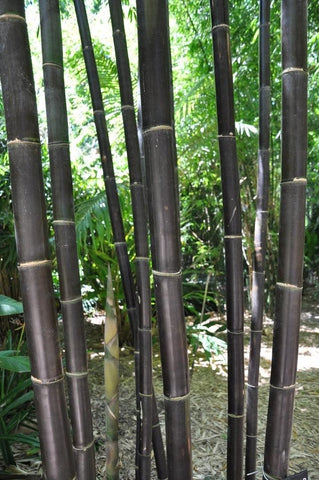 Timor bambusa lako bamboo seeds