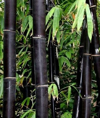 Buy Bambusa Lako bamboo seeds to grow Timor Black Bamboo