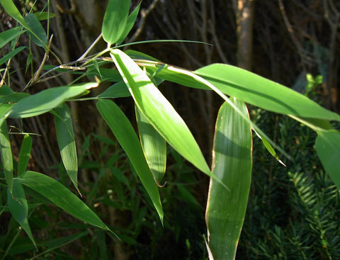 Non invasive bamboo seeds - Umbrella bamboo seeds - Fargesia murielae bamboo seeds