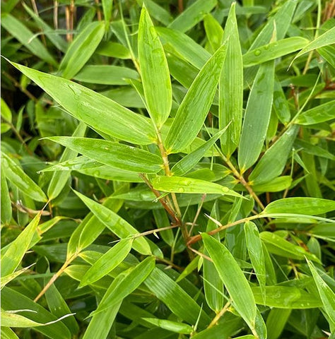 Clumping and cold hardy bamboo seeds - Umbrella bamboo seeds, Fargesia murielae seeds