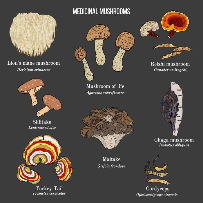 Adaptogenic Mushrooms 