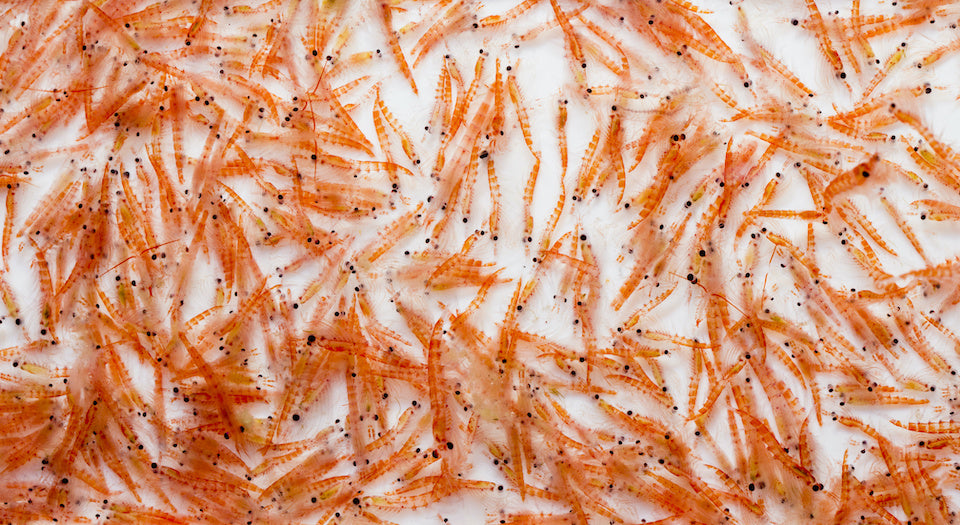 Antarctic Krill Oil 