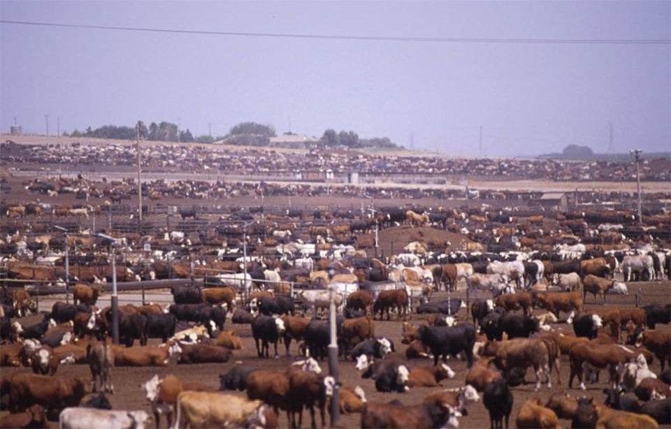 Cattle 