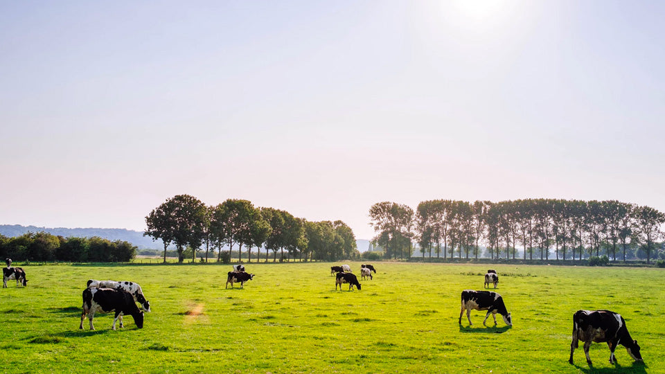 Grassfed vs Grainfed Protein